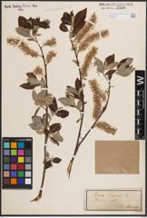 Foto von Salix caprea L.